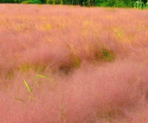 粉黛亂子草花海